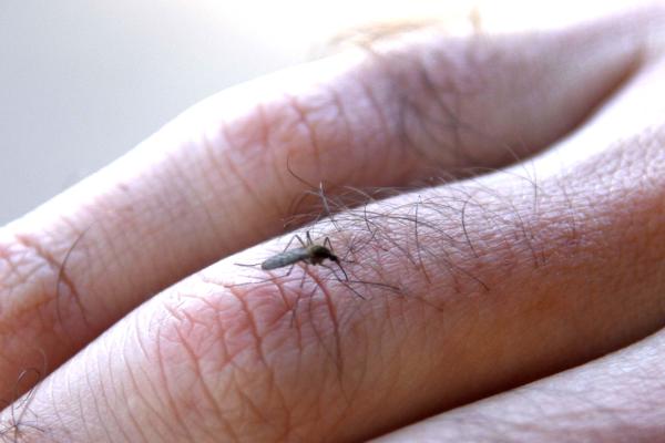 Dengue: la Municipalidad informa sobre la situación epidemiológica 