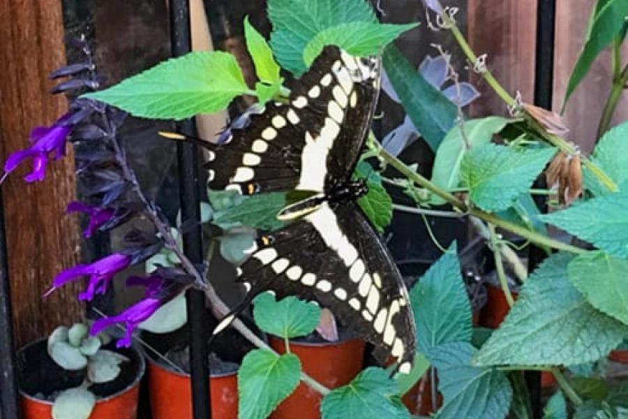 Imagen representativa del taller de jardin de mariposas con plantas nativas